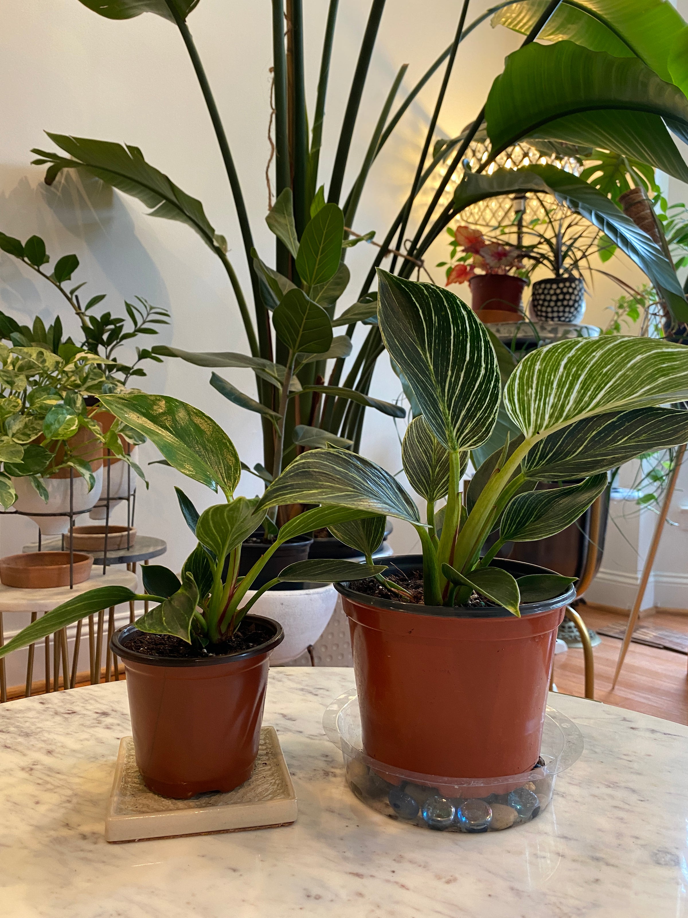 6 inch pot philodendron brasil Philodendron Brazil | 6